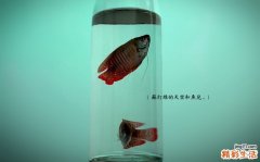 4 简易去除黑头方法