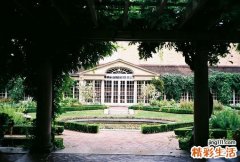 5 破叶莲