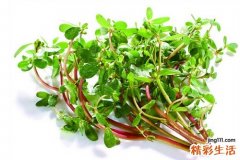 马齿苋的功效与作用及食用方法
