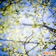 2 盘点八款自制天然去黑头面膜