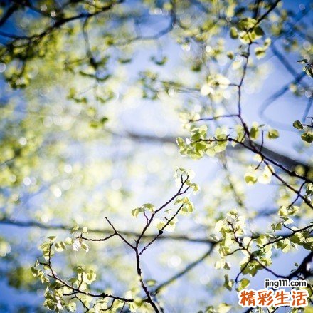 2 盘点八款自制天然去黑头面膜