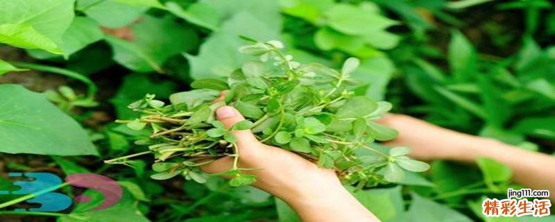 马齿苋不能和什么一起吃 马齿苋吃了可以治便秘吗