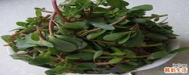马齿苋泡水洗头有什么好处 马齿苋煮水洗头白发能变黑吗