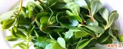 马齿苋和什么食物相克 马齿苋长期吃有坏处吗