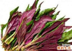 红背菜孕妇可以吃吗 怀孕吃红背菜会流产吗