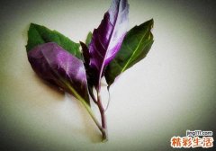 红背菜的功效与作用