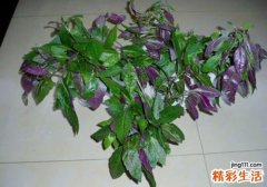 红背菜可以做辅食吗 红背菜做辅食有什么影响
