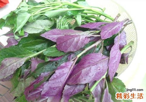 红背菜致癌是真的吗 红背菜的副作用有什么