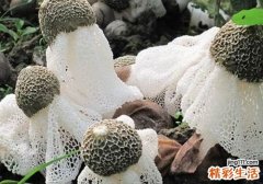 竹荪的功效与作用