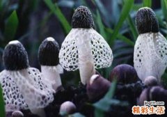 竹荪的营养价值 竹荪吃了有什么功效