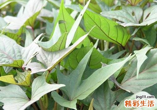 红薯叶什么时候吃最好 红薯叶什么时候上市