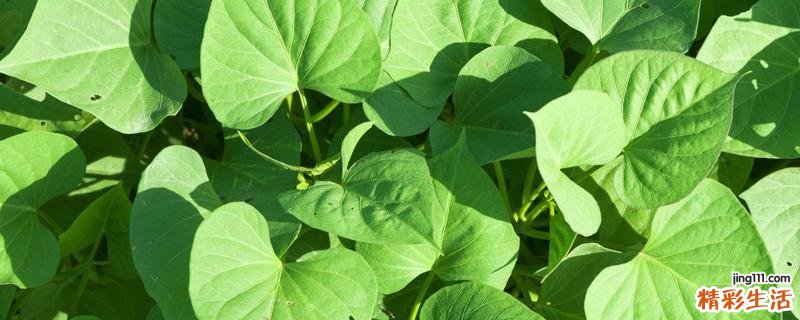 红薯叶能吃吗 什么人不能吃红薯叶