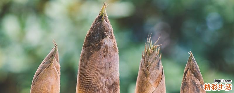 六种人不宜多吃竹笋 竹笋不能和什么一起吃