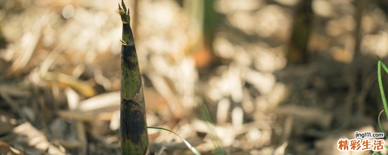 竹笋是凉性还是热性 哪些人不能吃竹笋