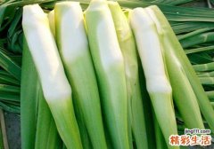 吃茭白能下奶吗