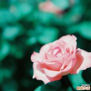 教你如何有效收毛孔 简单支招能搞定