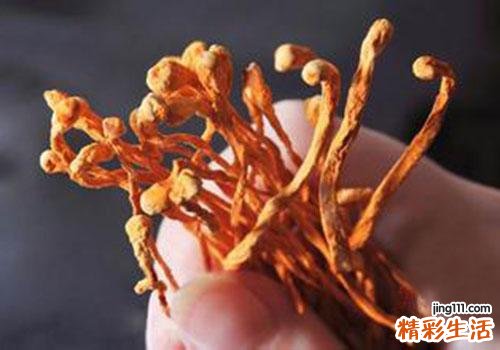 虫草花孕妇可以吃吗