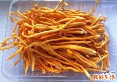 虫草花和冬虫夏草的区别