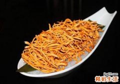 虫草花的副作用