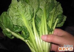 油菜叶子能吃吗
