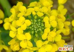 油菜开花了还能吃吗