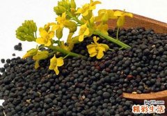油菜籽有转基因的吗