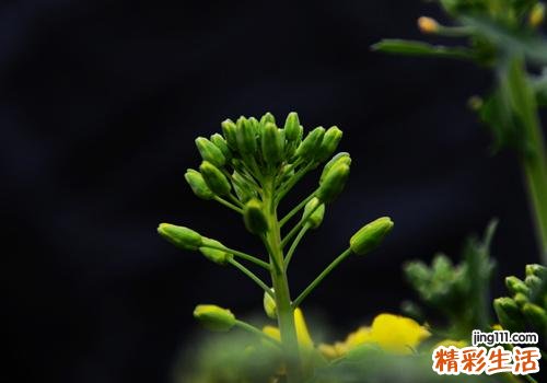 油菜可以生吃吗 油菜生吃好还是熟吃好