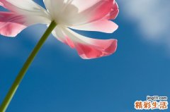 5 8招自制鼻膜 轻松去除恼人黑头