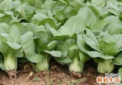 油菜对身体有什么好处 油菜的适用人群与禁忌人群