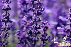 2023年七夕适合领证吗 2023年七夕领证寓意好吗