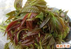 香椿和牛肉能一起吃吗 一起吃有什么作用