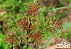 香椿芽高血压能吃吗 高血压吃香椿芽有什么作用