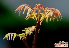 香椿回奶还是下奶 香椿回奶的原理是什么