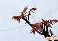 吃香椿芽升血压吗 高血压可以吃香椿芽吗