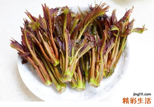 宝宝可以吃香椿芽吗 一岁宝宝能吃香椿吗