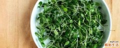 香椿芽苗菜怎么吃 香椿芽苗菜的吃法