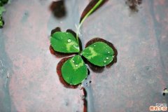 【如何消除橘皮纹】消除橘皮纹有方法
