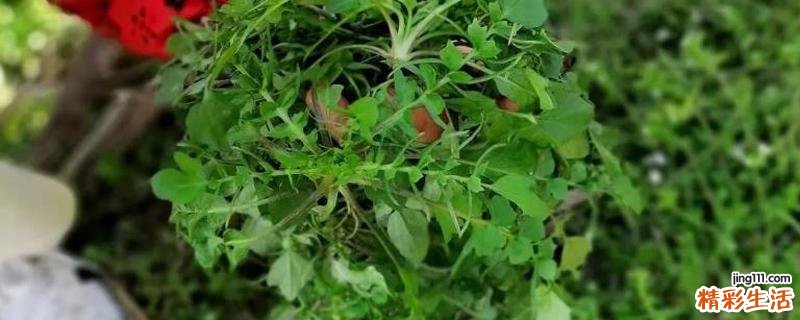 荠菜胃不好的人可以吃吗 荠菜吃多了有什么坏处