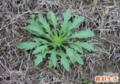 荠菜的功效与作用