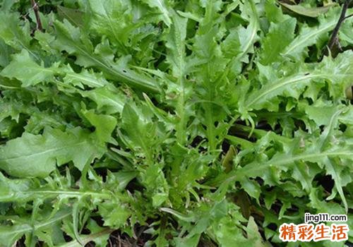 荠菜孕妇能吃吗