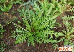 荠菜是什么菜