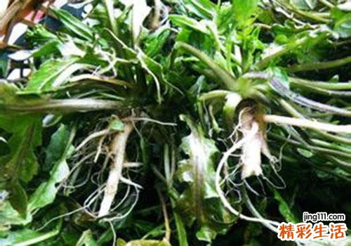 荠菜根能吃吗