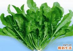 荠菜苦吗