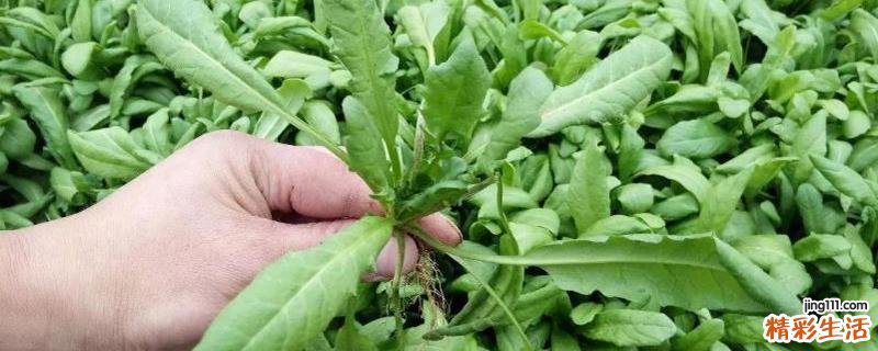 荠菜不焯水可以吃吗 荠菜不焯水吃了有什么危害