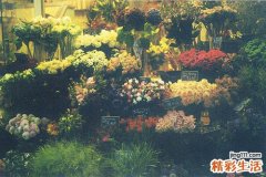8 铁线莲