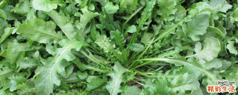 荠菜熬水喝能治月子病吗 荠菜熬水有什么功效呢