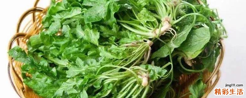 荠菜焯水好还是不焯好 荠菜没焯水吃了要紧吗