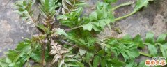 荠菜放冰箱冷藏能保存多久 新鲜荠菜怎么长期保存
