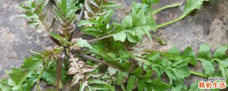 荠菜老了能不能吃了 荠菜叶子发褐色能吃吗