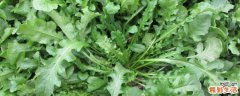 荠菜如何长期保存 荠菜冷冻保存方法